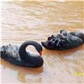 Waterfowl
