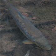 Large trout in the Brook 8th Oct 2016