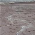 Lots of little white balls on teignmouth beach Sunday 30th October 2016