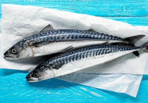 mackerel season