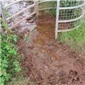Whilst walking over fields near The Humpy, Dawlish..I came across a poop pond!