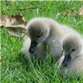 New cygnet's on The Lawn today - 13 08 2017