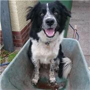Owner fears missing collie Taz may now have been stolen