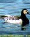 Barnacle Goose Barnacle Goose