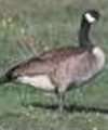 Barnacle Goose Barnacle Goose