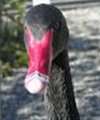 Black Swan Black Swan