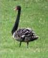 Black Swan Black Swan
