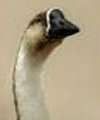 Chinese Goose Chinese Goose