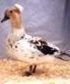 Crested Duck Crested Duck