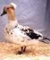 Crested Duck