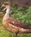 Crested Duck Crested Duck