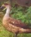 Crested Duck