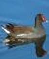 Moorhen Moorhen