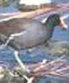 Moorhen Moorhen