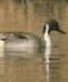 Pintail