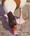 Sheld Duck Sheld Duck