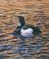 Tufted Duck Tufted Duck