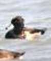 Tufted Duck Tufted Duck