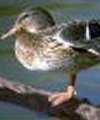 Call Duck