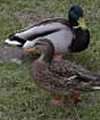 Call Duck