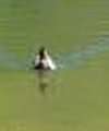 Carolina Duck