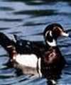 Carolina Duck