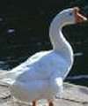 Chinese Goose