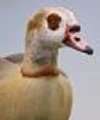 Egyptian Goose