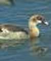 Egyptian Goose