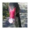 Waterfowl
