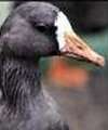 Lesser White Fronted Goose