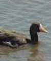 Lesser White Fronted Goose