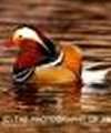 Mandarin Duck