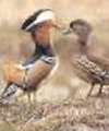 Mandarin Duck