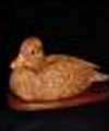 Muscory Duck