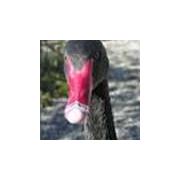 Waterfowl