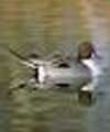 Pintail