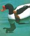 Sheld Duck