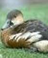 Whistling Duck
