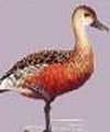 Whistling Duck