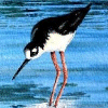 Avocet Avocet