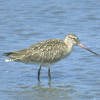 Godwit Godwit
