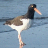 Oystercatcher Oystercatcher