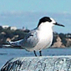Tern Tern