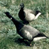 Brent Geese