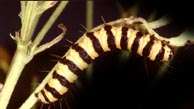 Cinnabar Caterpillar