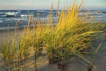 Marram Grass Small