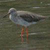 Redshank