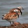 Turnstones