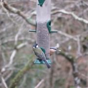 Pics of Stover Country Park taken  Friday 25 Jan 2019.